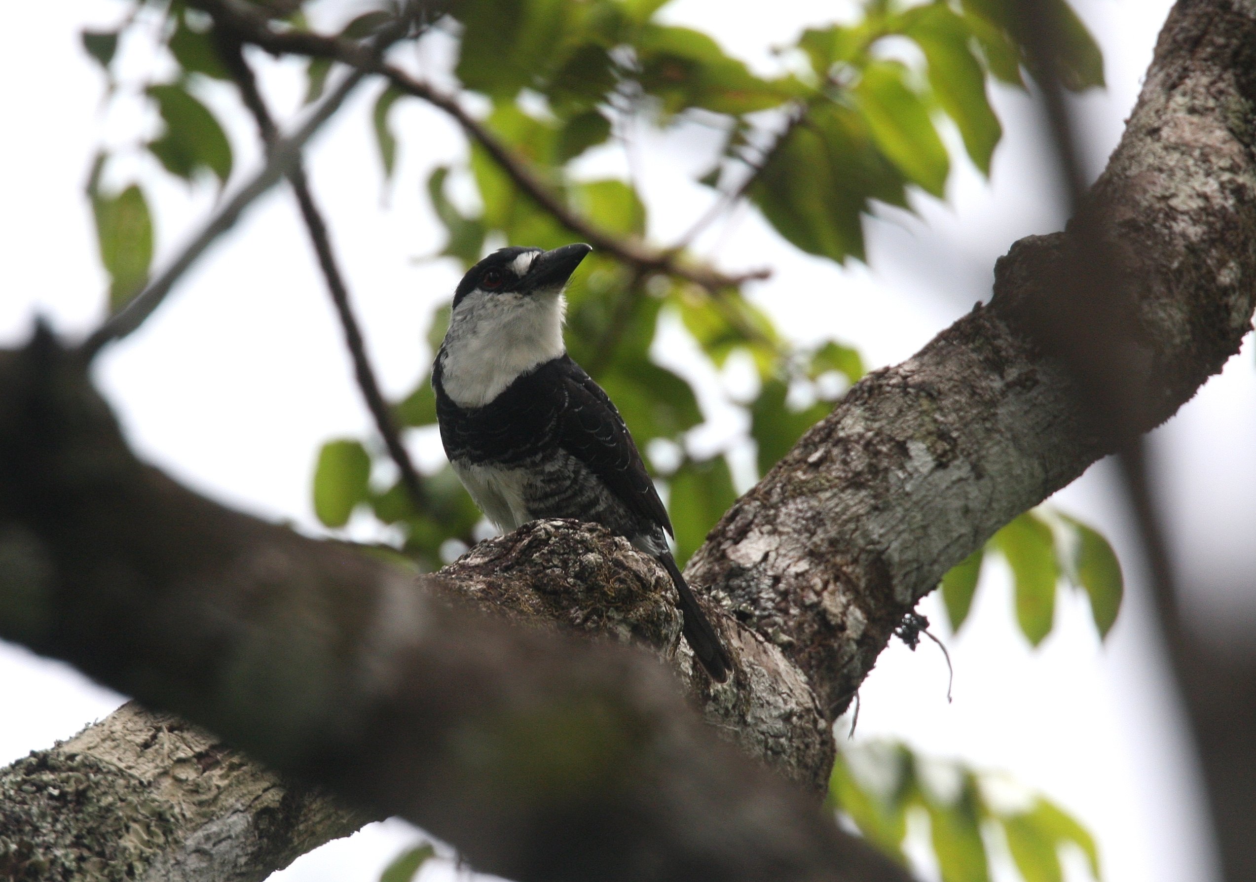 Guianan Puffbird 2008-9783.jpg