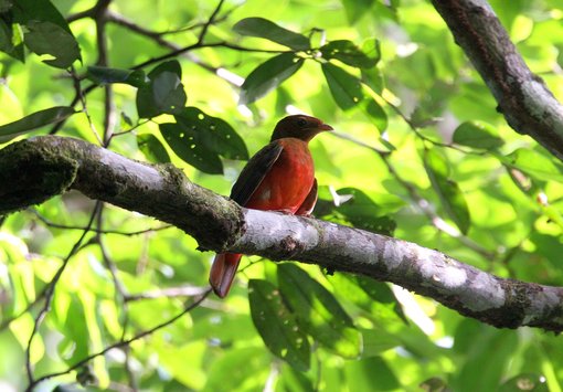Guianan Red-cotinga 9021-1.jpg