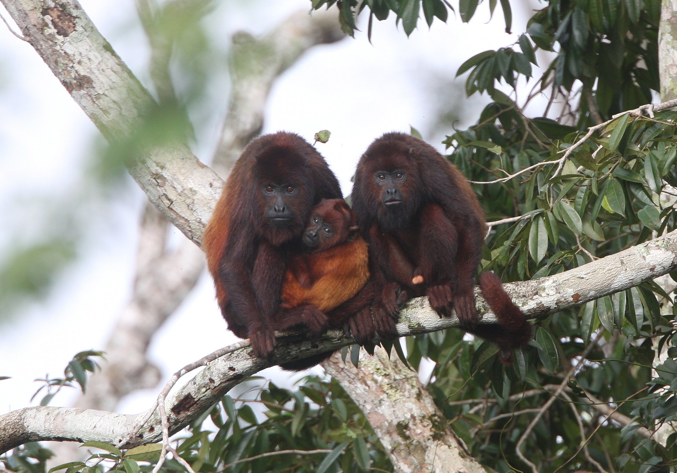 Guianan Red Howler Monkey 2008-3678.JPG