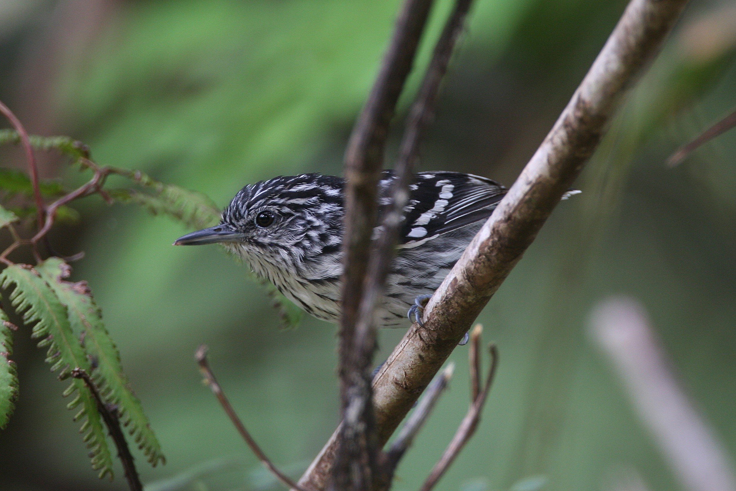 Guianan Streaked Antwren CPC.jpg