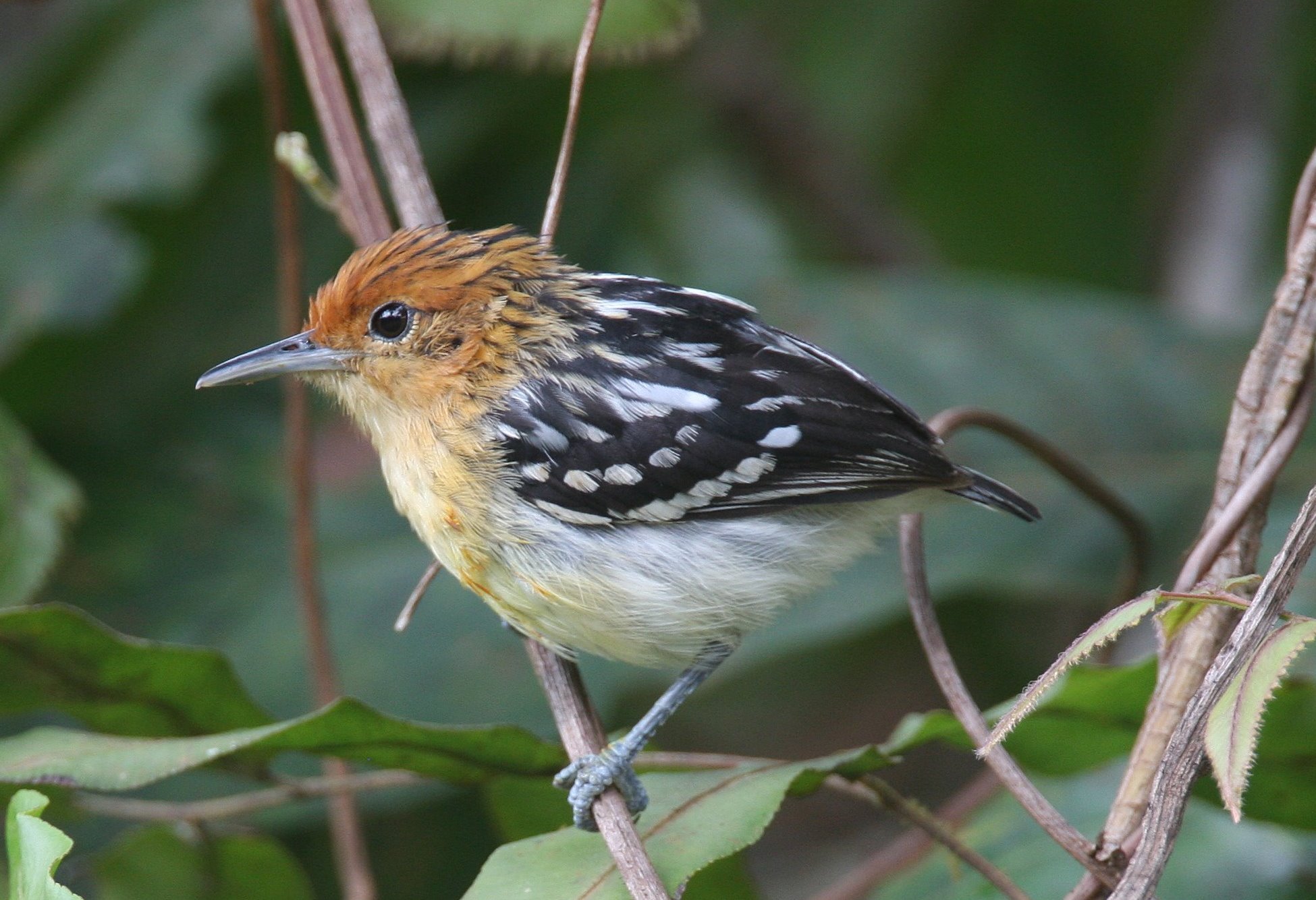 Guianan Streaked Antwren Chris Collins.jpg