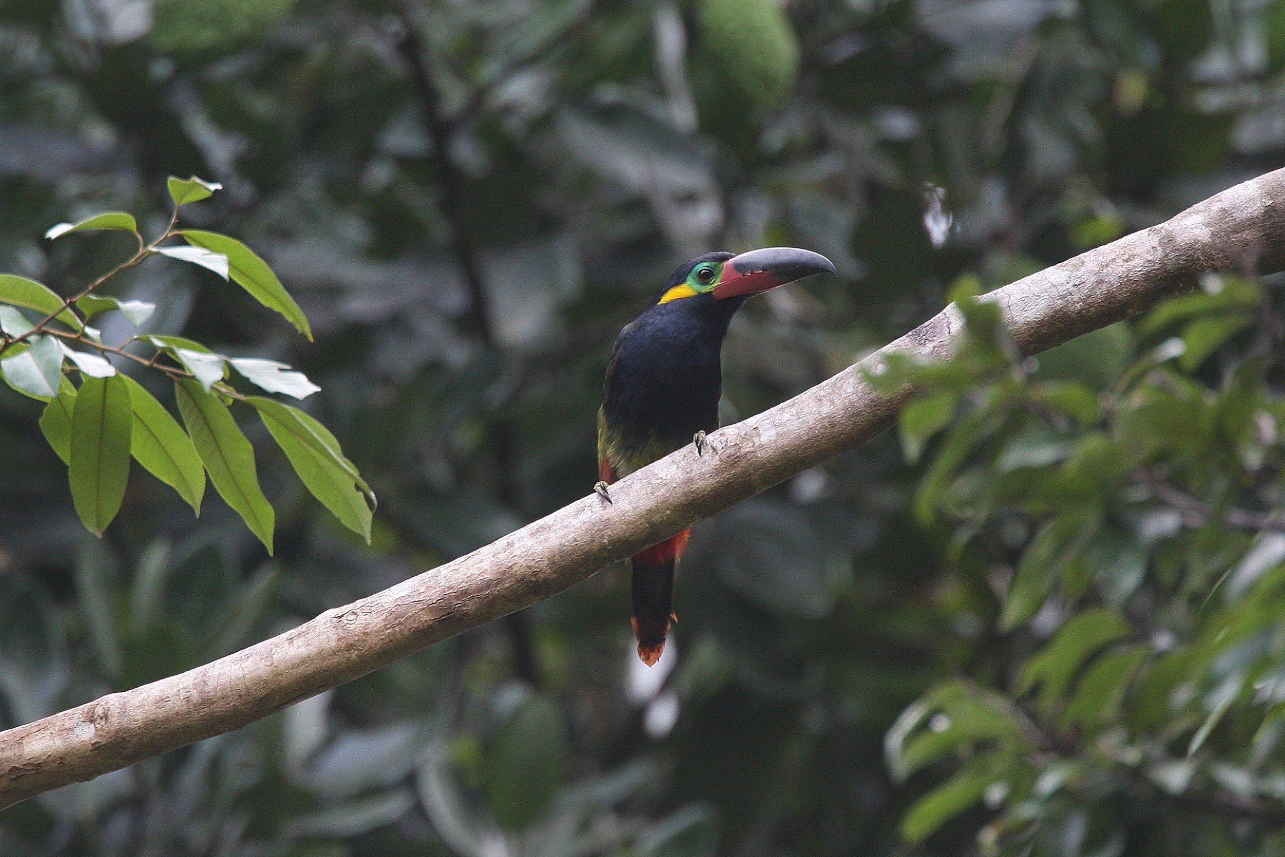 Guianan Toucanet 2 CPC.jpg