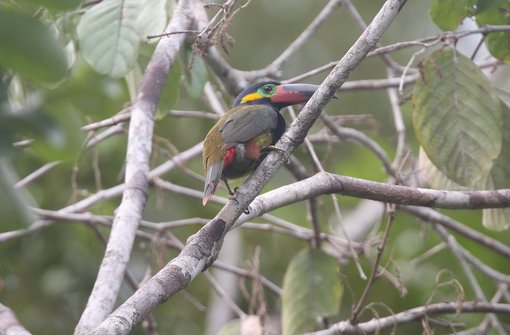 Guianan Toucanet 2008-7248-1.jpg