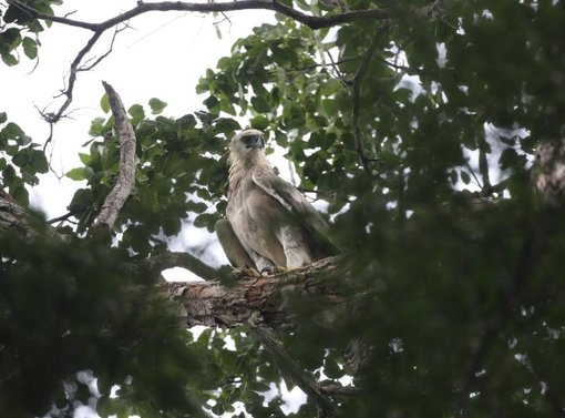 Harpy Eagle juv CPC.jpg