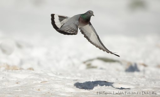 Hill Pigeon, Ladakh, Feb 2019 © Dick Filby-1295