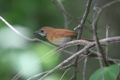 Hoary-throated Spinetail CPC .jpg