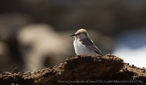 Hume's Groundpecker (Ground Tit), Ladakh, Mar 2019 C Dick Filby-5274