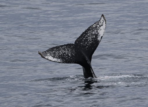 https://wildwings-com.s3.amazonaws.com/images/Humpback_Whale_tail.2e16d0ba.fill-510x370.jpg