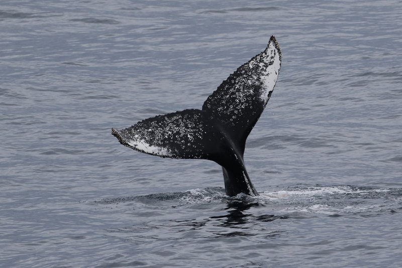 Humpback Whale tail