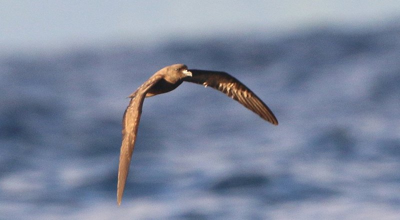 Fiji Petrel CPC IMG_1419 cropped 2