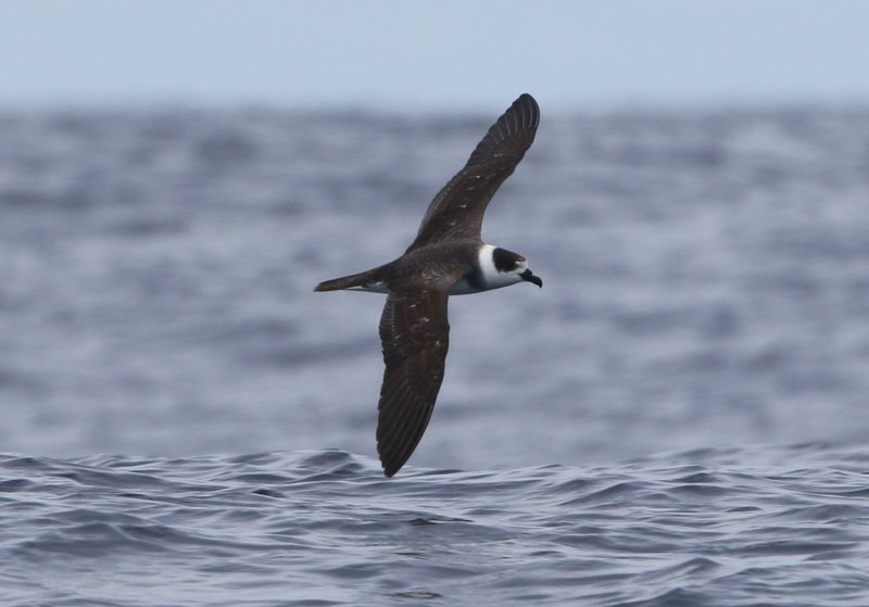 Vanuatu Petrel, off Vanua Lava Islan, VCanuatu CPC IMG_2664