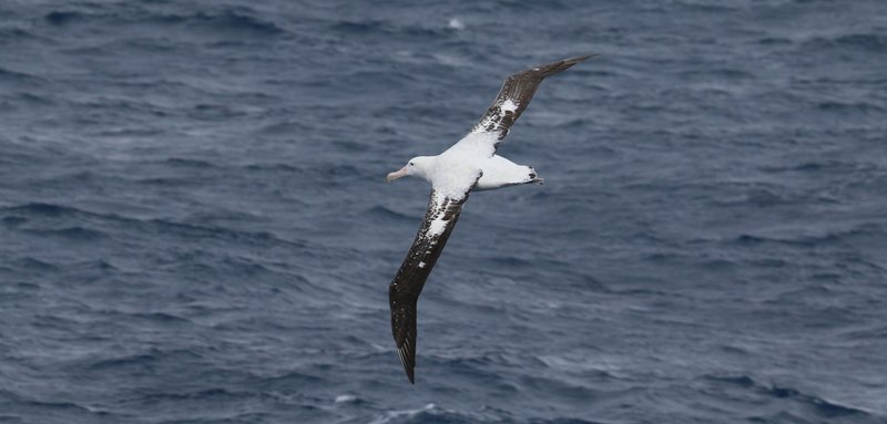 Wandering Albatross CPC IMG_3726 crop