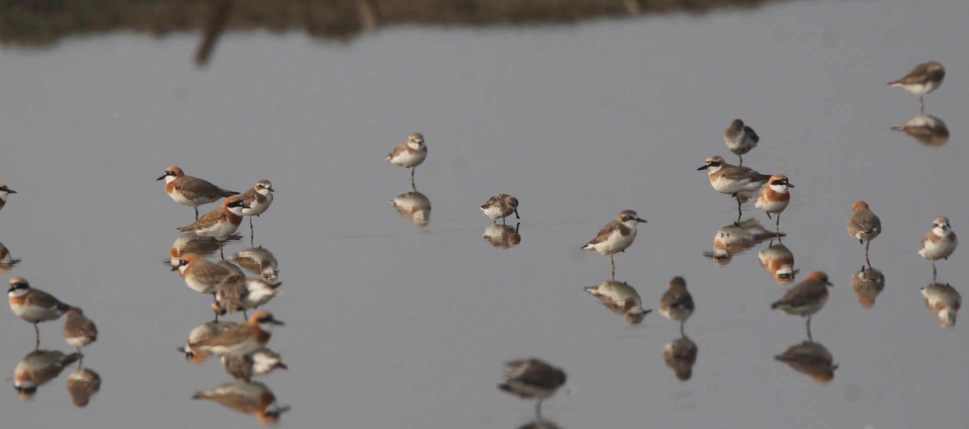Spoon-billed Sandpiper and other waders at Pak Thale © Chris Collins