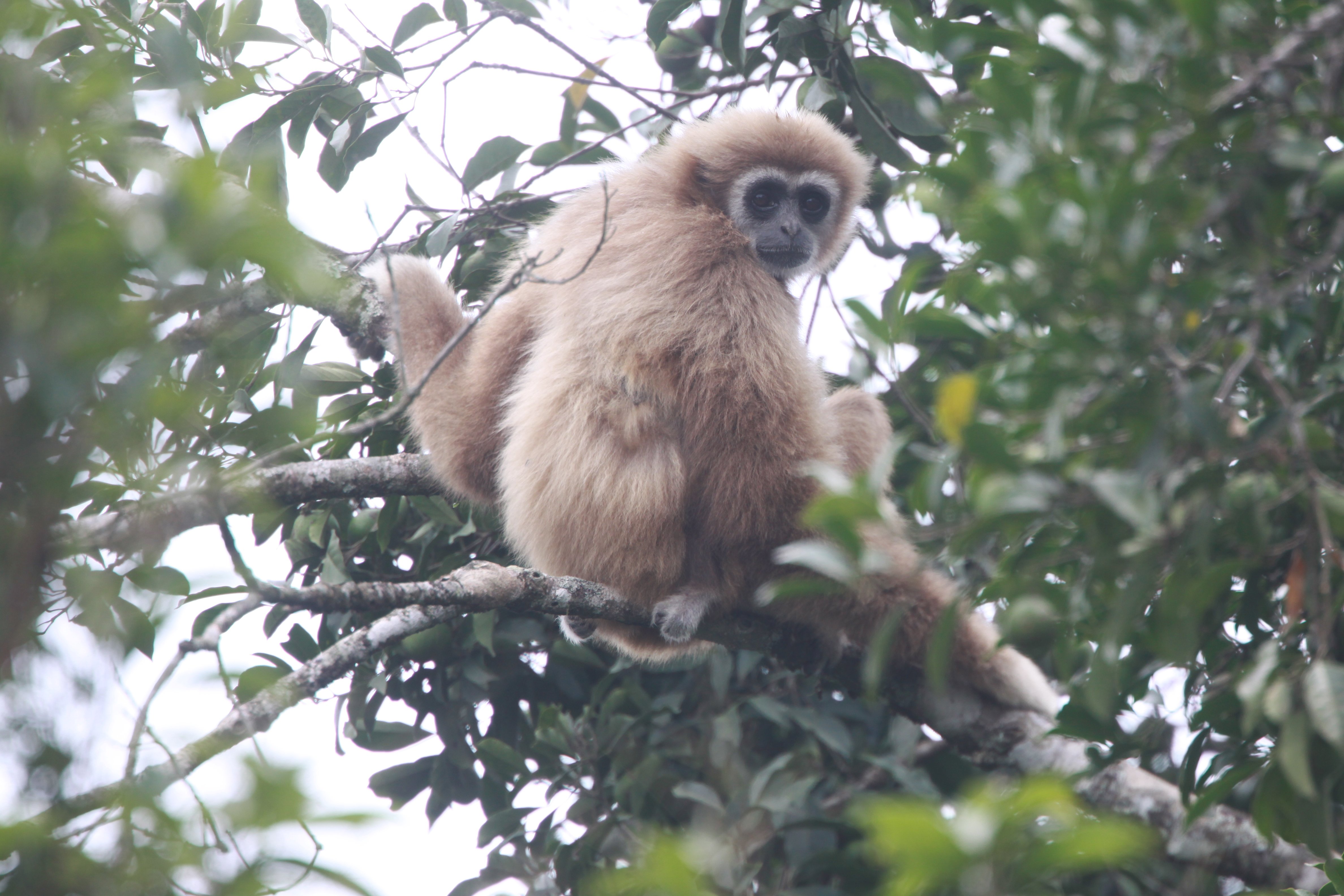 White-handed (Lar) Gibbon, Thailand CPC IMG_4239