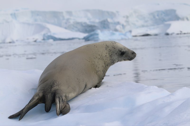 Crabeater Seal CPC IMG_4638