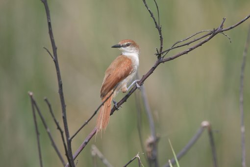 Yellow-chinned Spinetail CPC IMG_4647.JPG