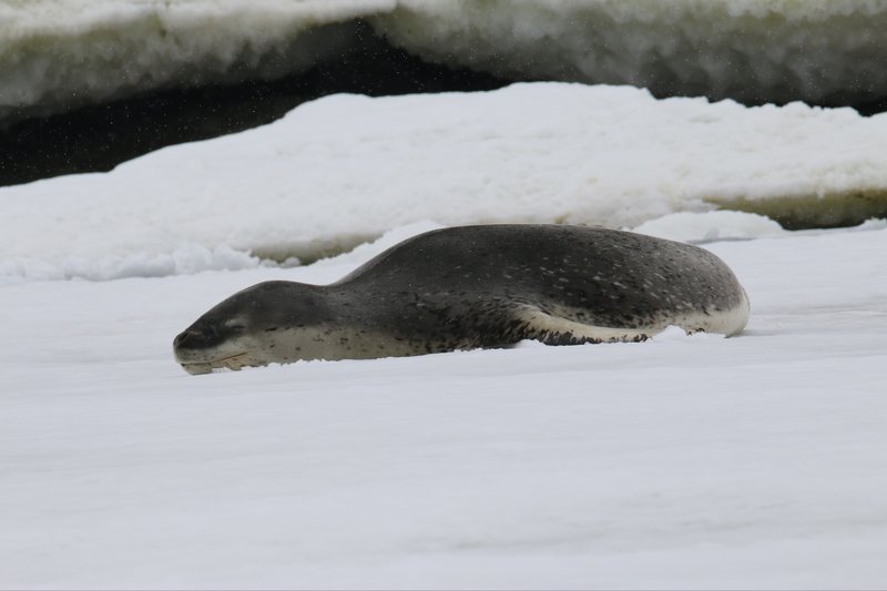 Leopard Seal CPC IMG_4798