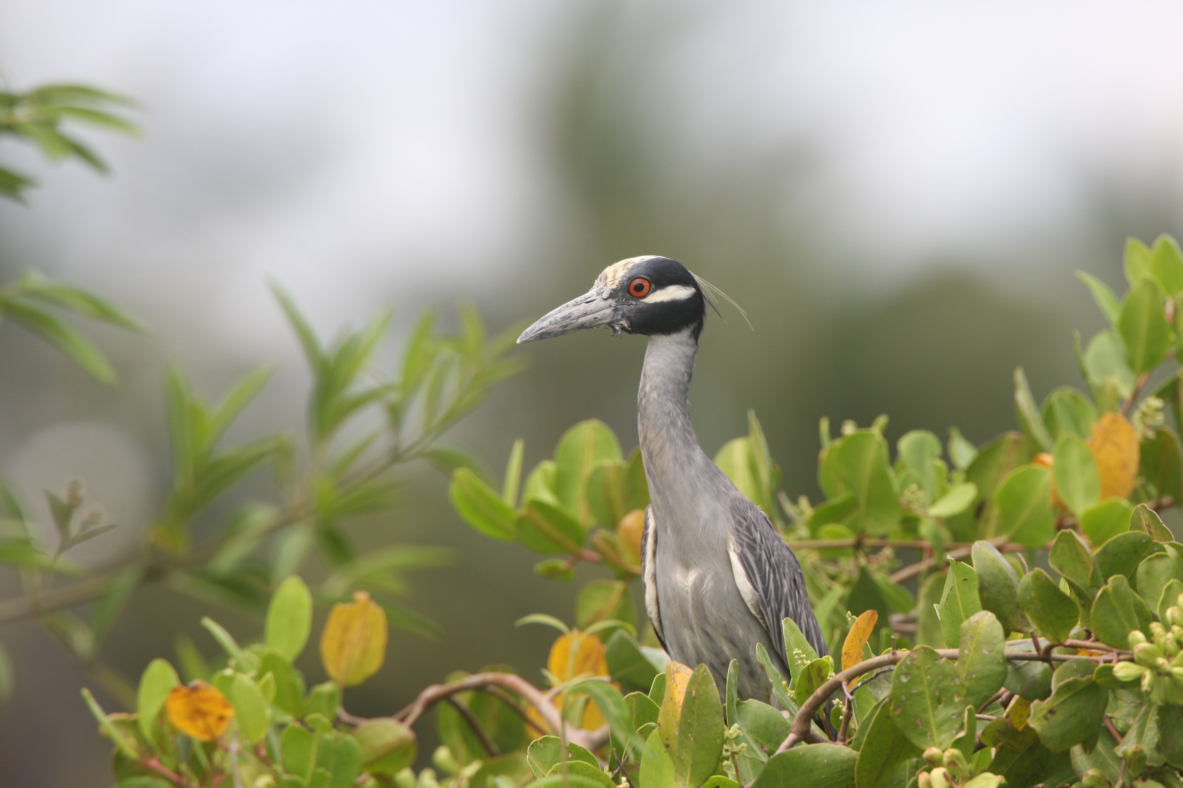 Yellow-crowned Night Heron CPC IMG_4897.JPG