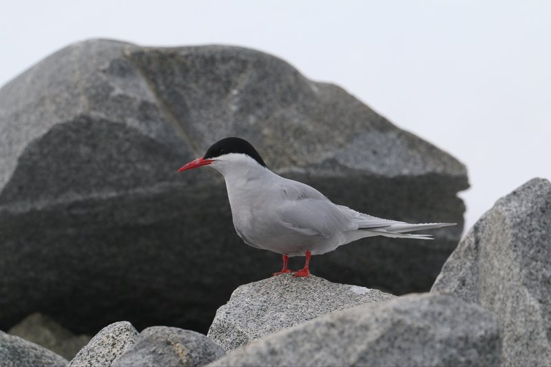 Antarctic Tern IMG_5005