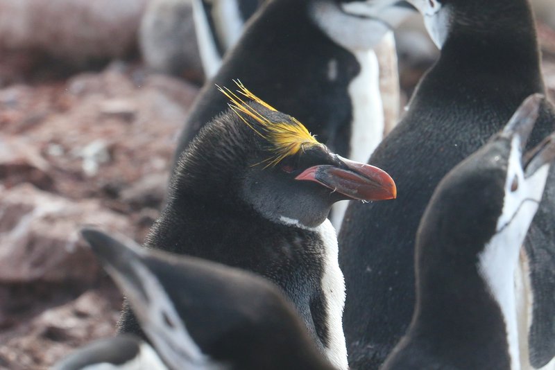 Macaroni Penguin CPC IMG_5899-001