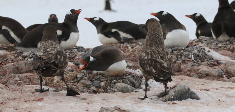 Brown Skuas and Gentoo Penguins CPC IMG_6268 cropped