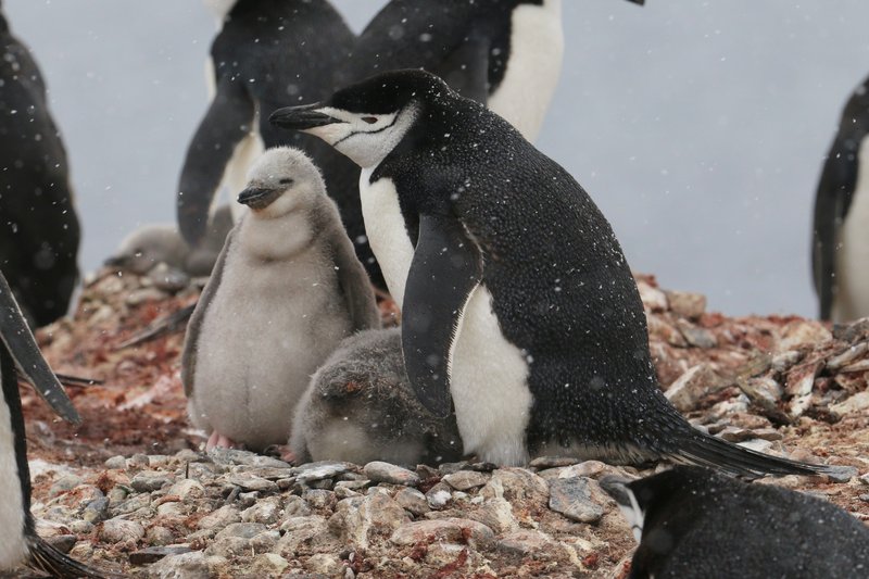 Chinstrap Penguins CPC IMG_6387