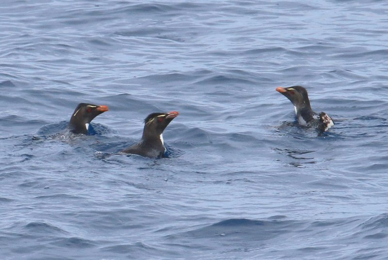 Rockhopper Penguins in Drake CPC IMG_8124-002