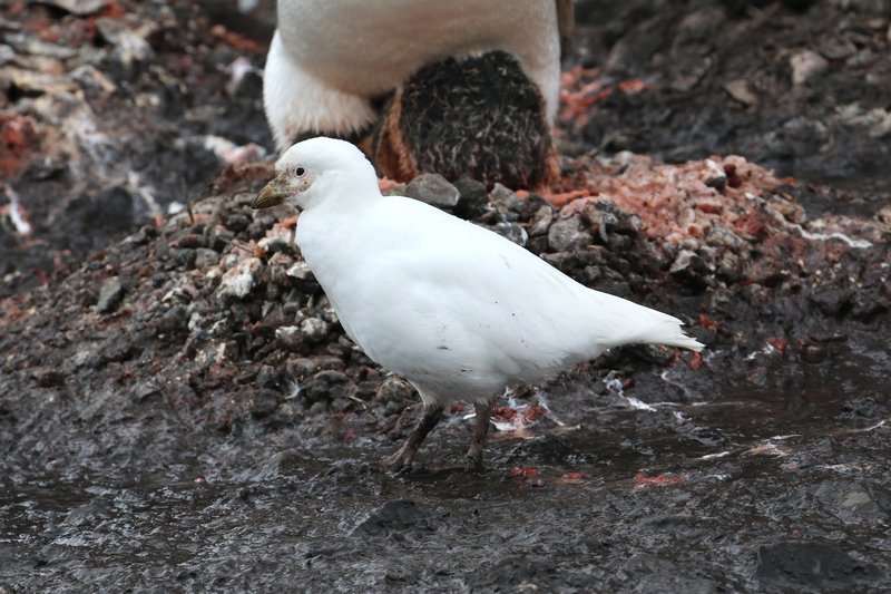 Snowy Sheathbill CPC IMG_8423-001