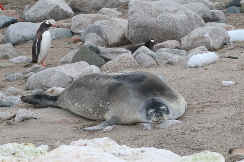 Weddell Seal CPC IMG_8759