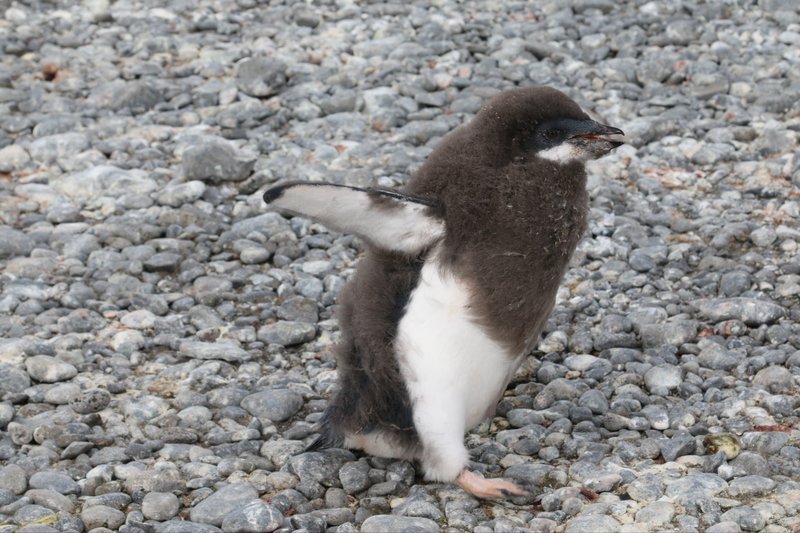 Adelie Penguin chick CPC IMG_9224