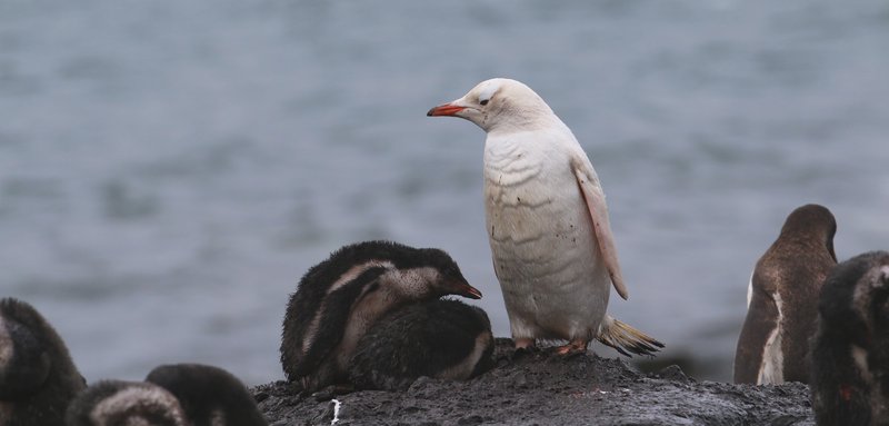 Gentoo Penguin leucistic CPC IMG_9603 cropped