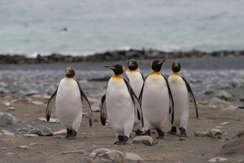 King Penguins