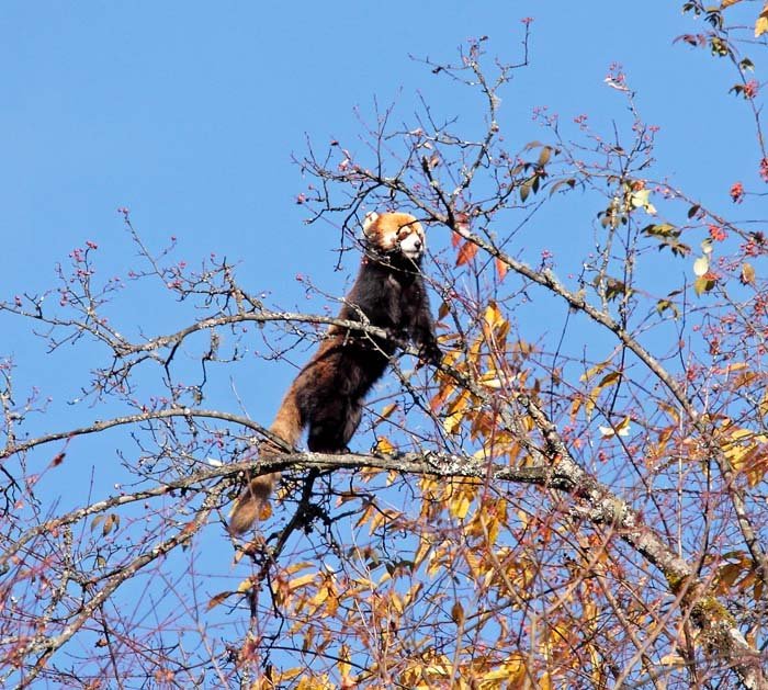 Labahe - Red  Panda feeding on berries SF