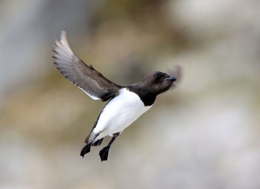 Little Auk CPC