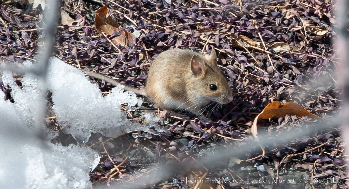 Little Indian Field Mouse, Ladakh, Mar 2019 C Dick Filby-2663