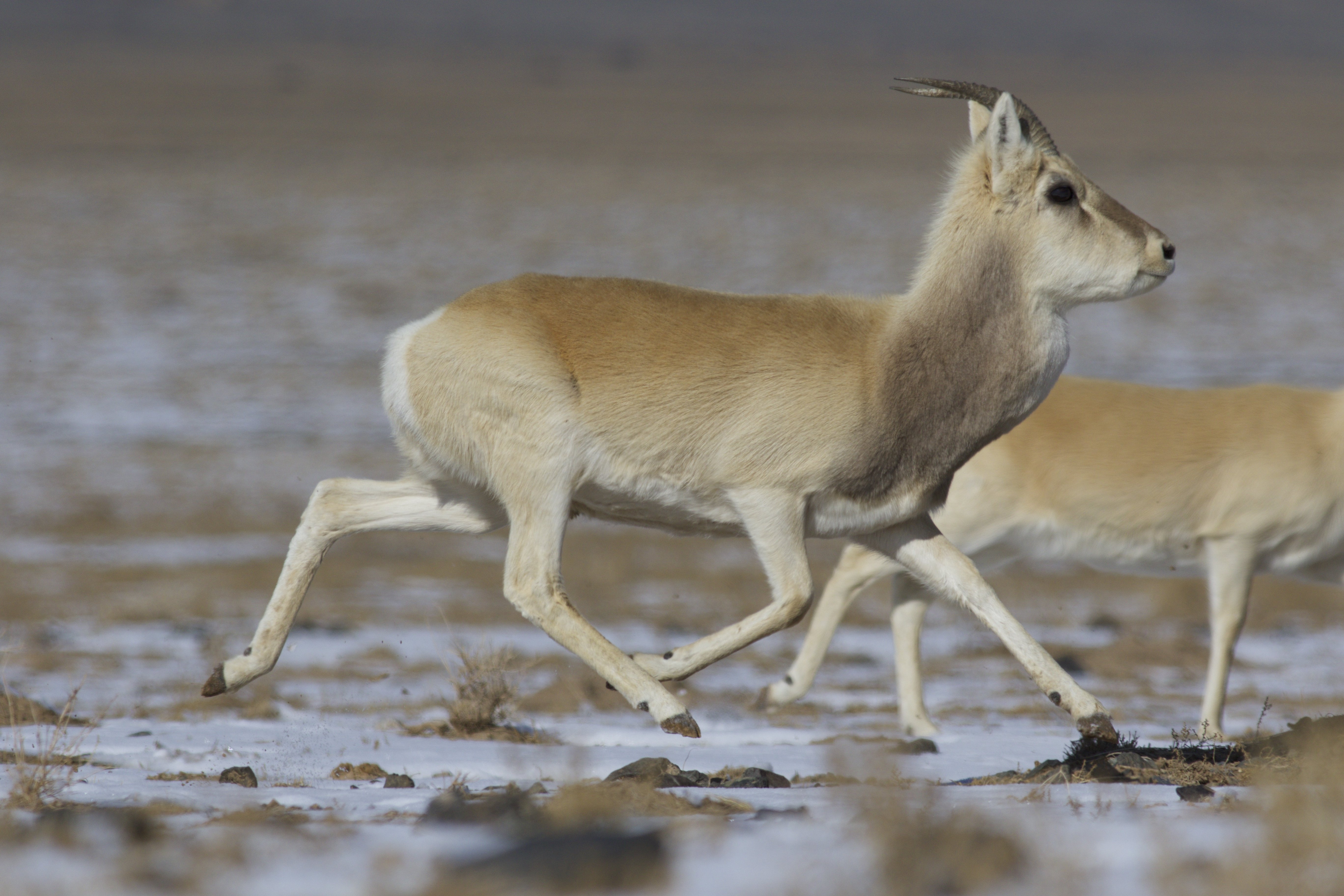 Mongolian gazelle male