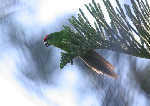 Norfolk Parakeet.jpg