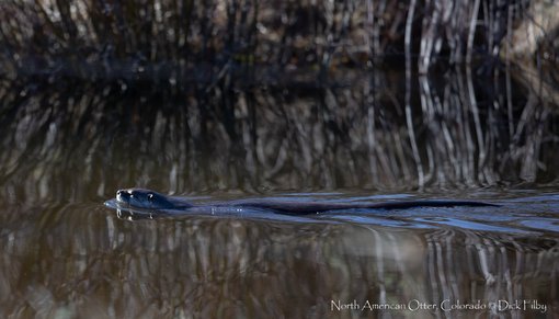 North American Otter, Colorado © Dick Filby-2565