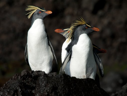 Northern Rockhopper, Tristan da Cunha, Atlantic Odyssey © Erwin Vermeulen-Oceanwide Expeditions (1).jpg_Erwin Vermeulen