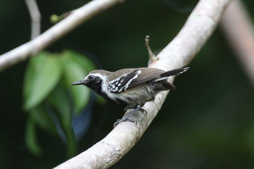 Northern White-fringed Antbird CPC.jpg