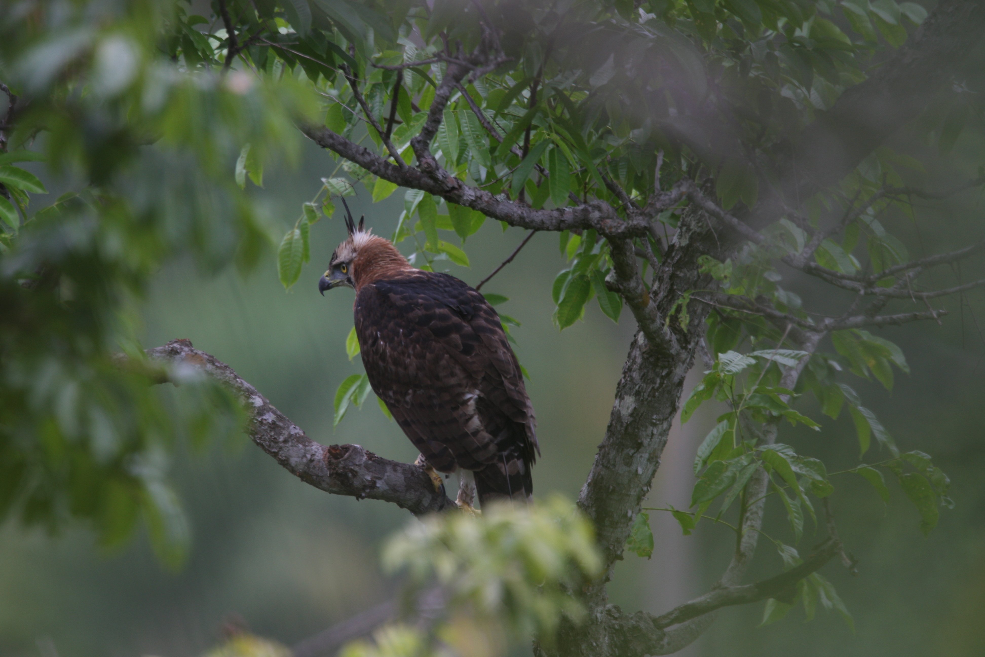 Ornate Hawk-eagle 2008-9671.jpg