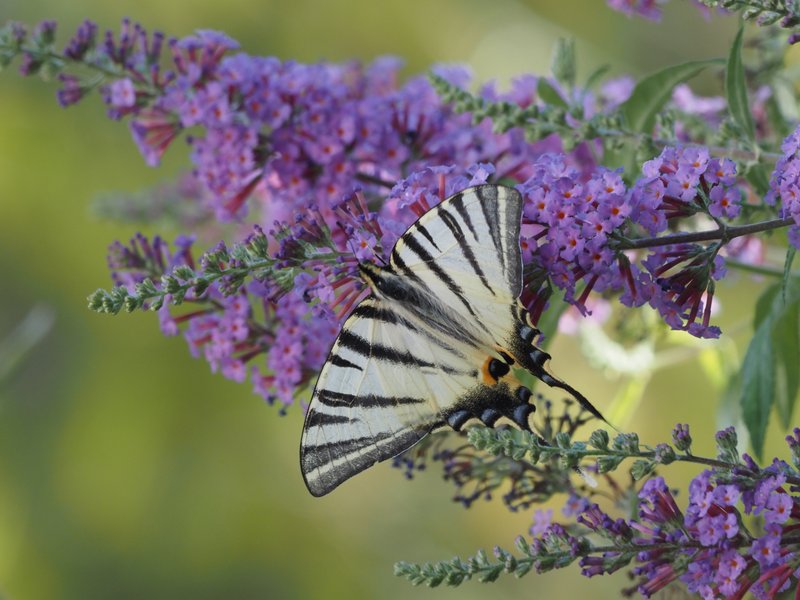 Swallowtail CPC P8300098.jpg