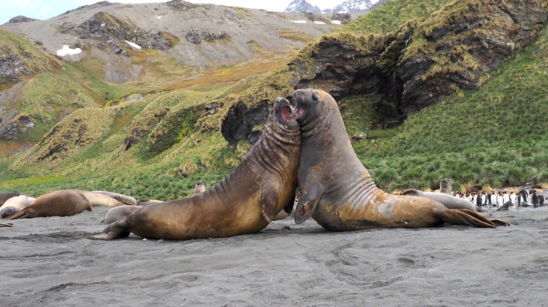 Southern Elephant Seals CPC PC211617