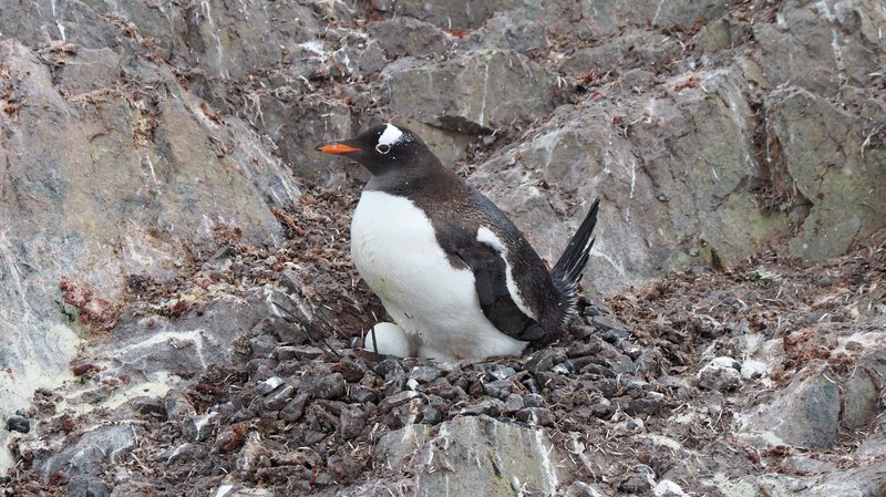 Gentoo Penguin CPC PC251716