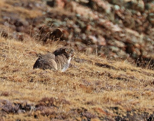 Pallas's Cat 3 SF