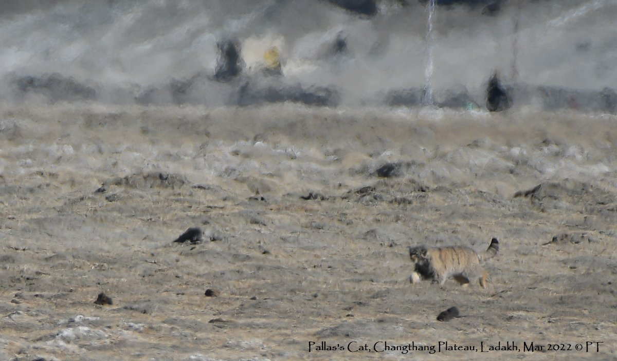 Pallas's Cat, Changthang Plateau, Ladakh, Mar 2022 C PT-3367