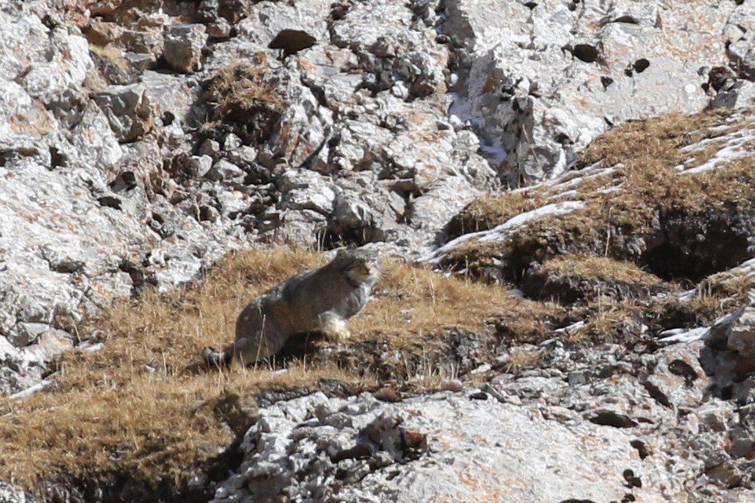 Pallas's Cat NG