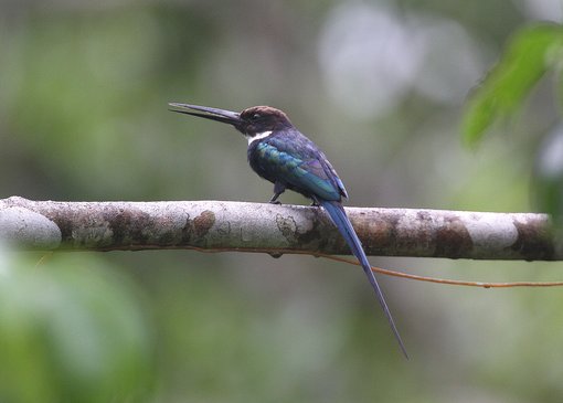 Paradise Jacamar 2007-3577.jpg