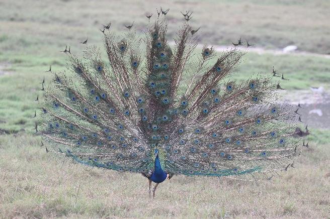 Peacock Nigel Goodgame