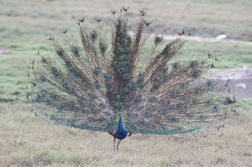 Peacock Nigel Goodgame